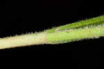 Fuzzy wuzzy sedge